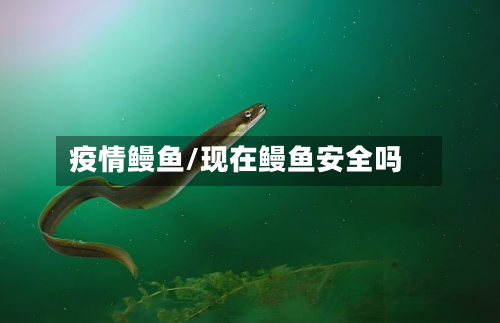 疫情鳗鱼/现在鳗鱼安全吗-第1张图片