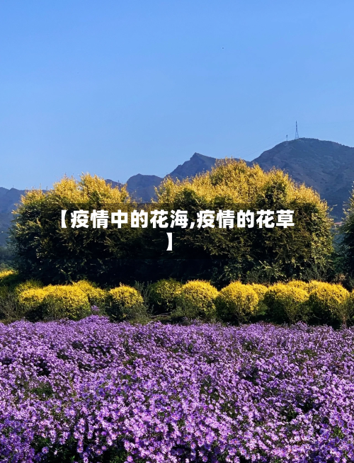 【疫情中的花海,疫情的花草】-第1张图片