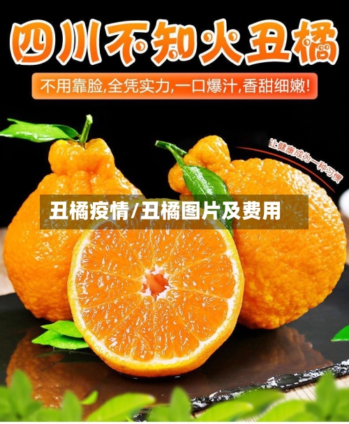 丑橘疫情/丑橘图片及费用-第1张图片